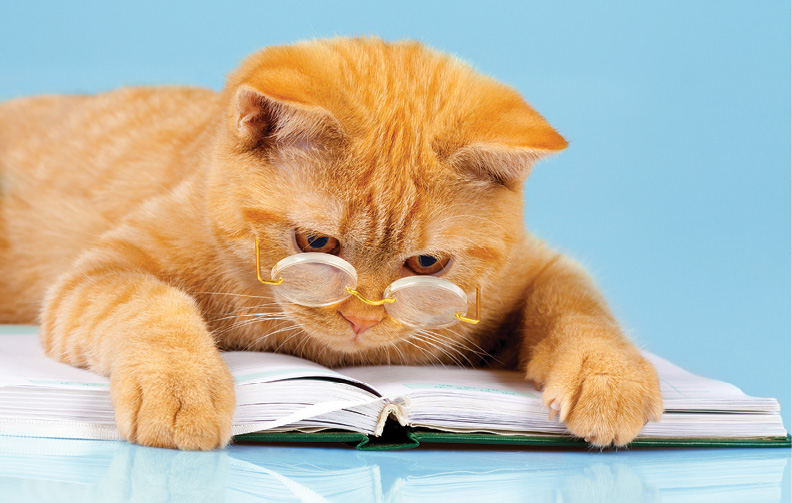 Cute orange cat wearing spectacles sitting on open book